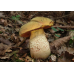 Мицелий Дубовика оливково-бурого (Boletus luridus) Мицелий Дубовика оливково-бурого (Boletus luridus)